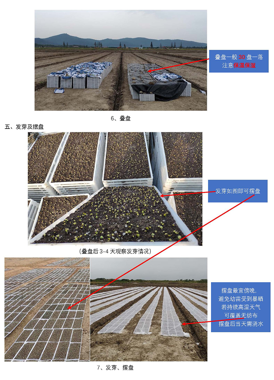1725333698252508.jpg 云馬--油菜毯狀苗育苗技術(shù)流程_頁面_5.jpg